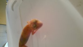 raptor3.jpg