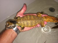Orange Moroccan uromastyx4.jpeg