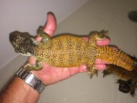 Orange Moroccan uromastyx3.jpeg