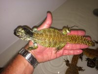 Orange Moroccan uromastyx2.jpeg
