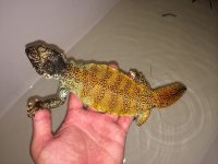 Orange Moroccan uromastyx.jpeg