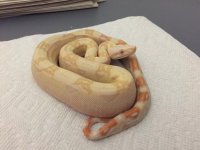 Albino Female 66% het Anery 2 1.JPG