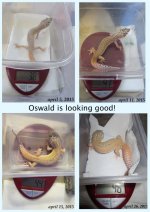 Oswalds collage May 5, 2015.jpg