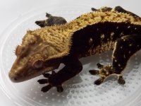 gecko upload 02212015 007.jpg gecko upload 02212015 007.jpg