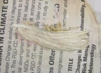 Regurge feather.jpg