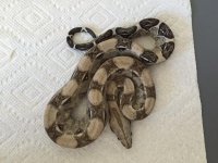 Anery Male het Albino 1 1.JPG