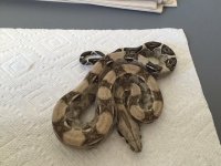 Anery Male het Albino 1 2.JPG