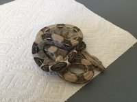 Anery Male het Albino 1 3.JPG