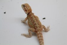 Pic Female 1.jpg