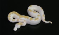 super fire-F2-1.jpg