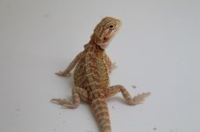 Pic female 2.jpg