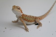 Pic Female 3.jpg