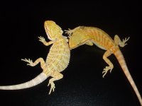 Pair of Dragons 001.jpg