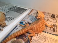 Breeder Hypo Leatherback het Trans 3.JPG