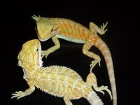 Pair of Dragons 003.jpg