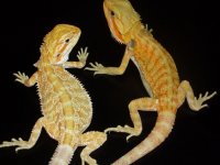 Pair of Dragons 002.jpg