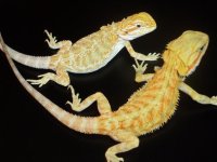 Pair of Dragons 004.jpg