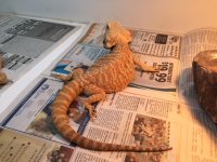 Breeder Hypo Leather Back het Trans 2.JPG