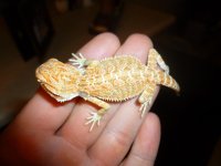 Hypo citrus pos het trans Female 001.jpg