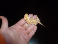 Hypo citrus pos het trans Female 003.jpg
