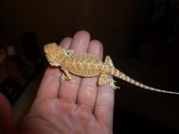 Hypo citrus pos het trans Female 004.jpg