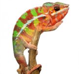 Sinister Male 2 - Canvas Chameleons (1).jpg