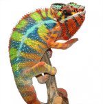 Sinister Male 1 - Canvas Chameleons (2).jpg