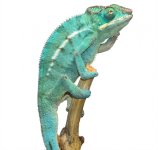 Azul Male 1 - Canvas Chameleons (1).jpg