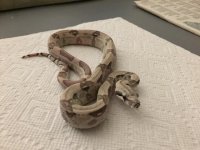Ghost Female het 9 2.JPG