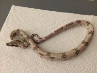 Ghost Female het 9 3.JPG