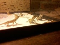 dragons 4.jpg