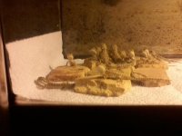 dragons 2.jpg