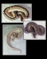 sterling mojave savannah pewter.jpg