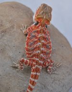 CSC_0568.jpg
