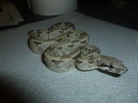 Ghost Female het 11 001.jpg