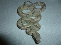 Ghost Female het 11 002.jpg