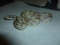 Ghost Female het 11 003.jpg