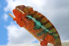 Chameleon pics 013.jpg