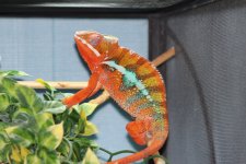 Chameleon pics 042.jpg