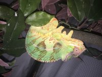 IMG_3558.jpg