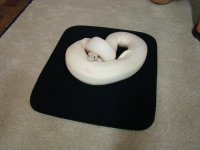 snake 005.jpg