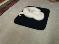 snake 006.jpg