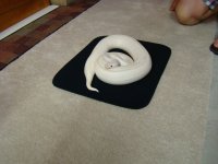 snake 007.jpg