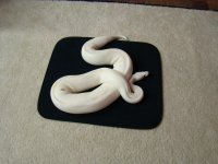 snake 008.jpg