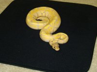 snake 009.jpg
