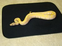 snake 010.jpg