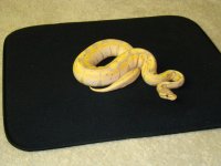 snake 011.jpg