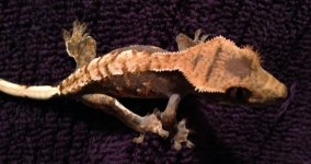 IMG_0170.jpg