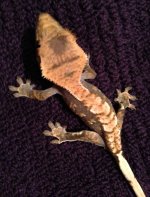 IMG_0177.jpg