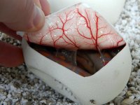 Purple in egg showing capillaries.jpg